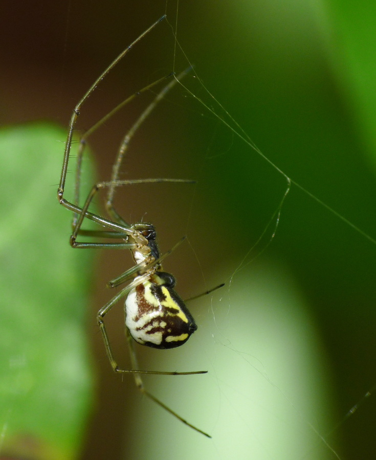 Neriene radiata - Livorno